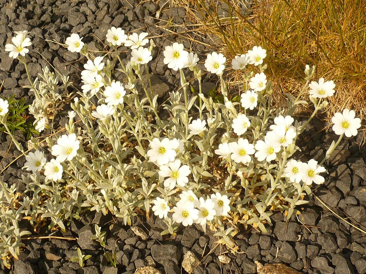 Cerastium tomentosum (Caryophyllaceae)